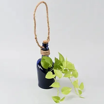 Hanging Money Plant In Antiquity Bottle Planter thumbnail 4