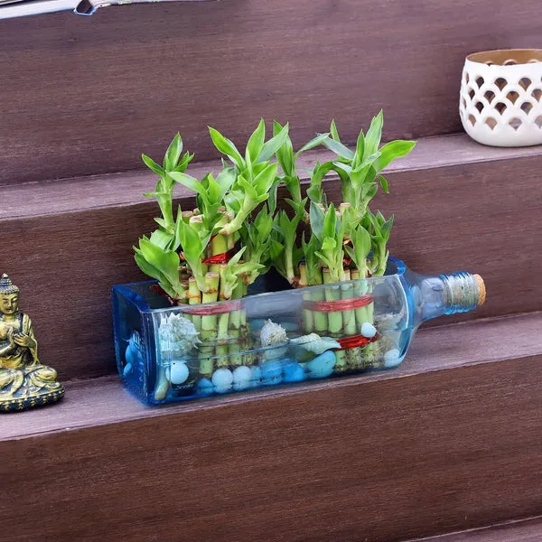 Double Lucky Bamboo Bombay Sapphire Bottle Planter thumbnail 3