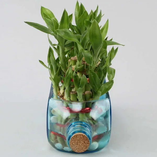 Double Lucky Bamboo Bombay Sapphire Bottle Planter thumbnail 4