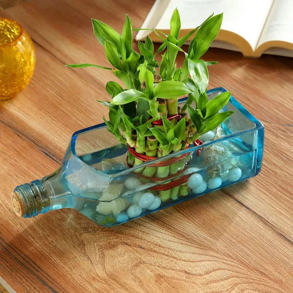 Lucky Bamboo Bombay Sapphire Bottle Planter thumbnail 3