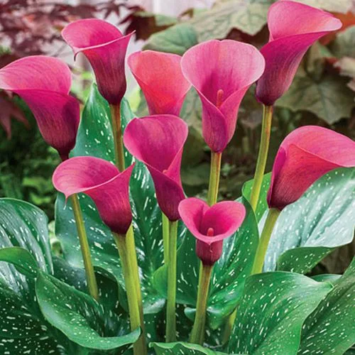 Calla Lily Imported pink Pack of 2 Bulbs thumbnail 1