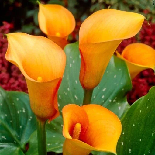 Calla Lily Imported orange Pack of 2 Bulbs thumbnail 1